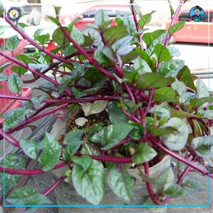 Urban farming nga gihimo sa Provincial Information Office